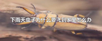 ​下雨天虫子为什么要飞到家里怎么办