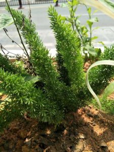 ​小草什么精神(小草的不屈不挠的精神)