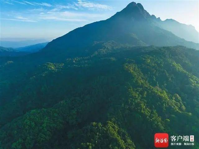 海南品牌茶叶（海南喜迎最强茶叶）(5)