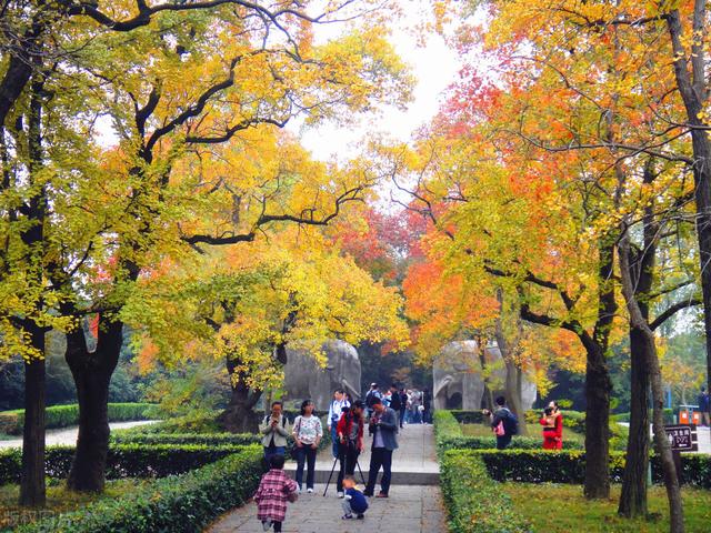 南京旅游中山陵攻略图(南京旅游最全攻略之)(7)