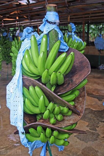 哥斯达黎加是南美洲还是北美洲(哥斯达黎加你所不知道的国家冷知识)(14)