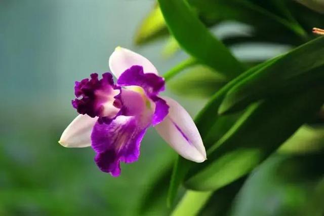 哥斯达黎加是南美洲还是北美洲(哥斯达黎加你所不知道的国家冷知识)(4)