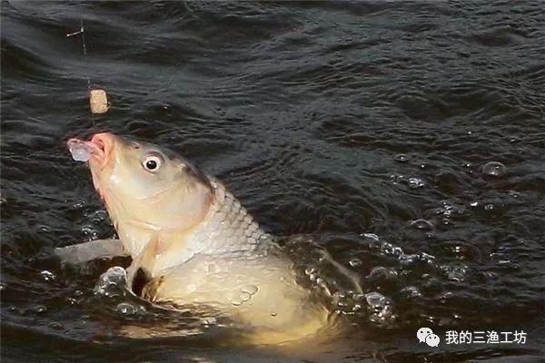 钓鱼方法与技巧入门（钓鱼技法13条都是精华总结）(5)