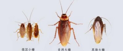 ​怎么把蟑螂引出来,怎么把蟑螂引出来