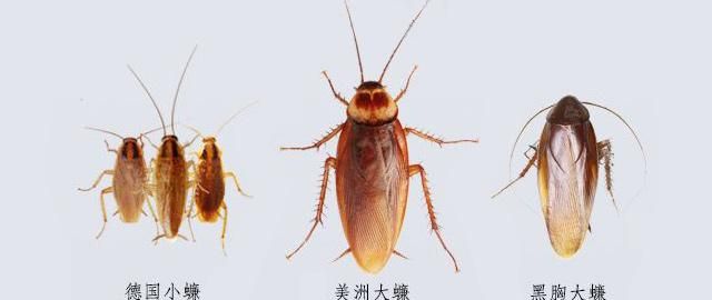 怎么把蟑螂引出来,怎么把蟑螂引出来