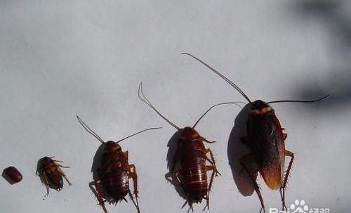 怎样引蟑螂出来呢