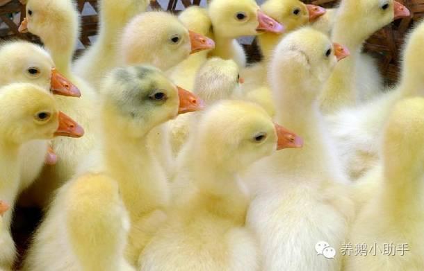 养鹅育雏技术要点（鹅苗育雏技术以及雏鹅养殖技术详解）(1)