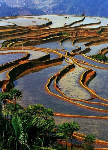 第三天：西双版纳勐海哈尼梯田