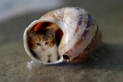 ​世界上最小的猫——皮堡斯