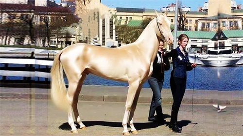 世界上最贵的马是什么品种(最贵的马是什么马)(图1) 世界上最贵的马是什么品种(最贵的马是什么马)(图1)