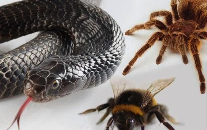 全球盛行的十种“恐惧症”，第十“患者”最多，看看你符合哪个？