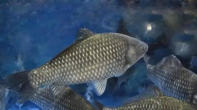 ​水霉病怎么治疗最快最有效？水霉病怎么治愈的？老鱼农告诉你