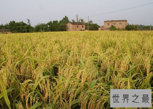 世界上最早的水稻田，居然是在中国？