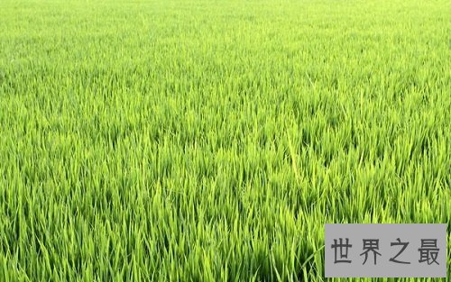 世界上最早的水稻田，居然是在中国？