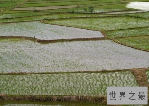 世界上最早的水稻田，居然是在中国？