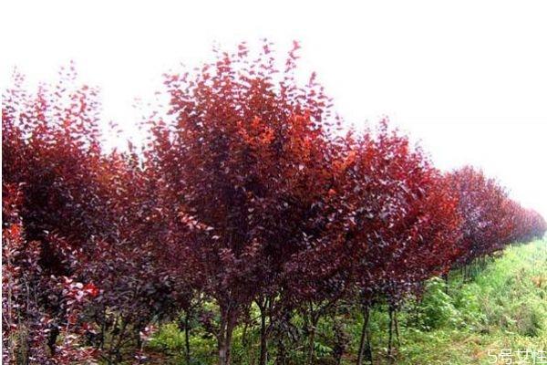 紫叶李是一种什么植物呢 紫叶李有什么作用呢