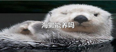 ​海獭能养吗（海獭能不能当宠物）