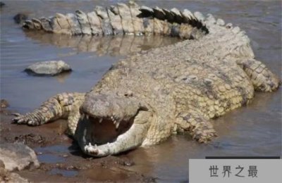 ​世界上最大的爬行动物 长达8.64米(咸水鳄鱼)