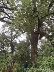 ​四君子52度(四君子52度浓香型)