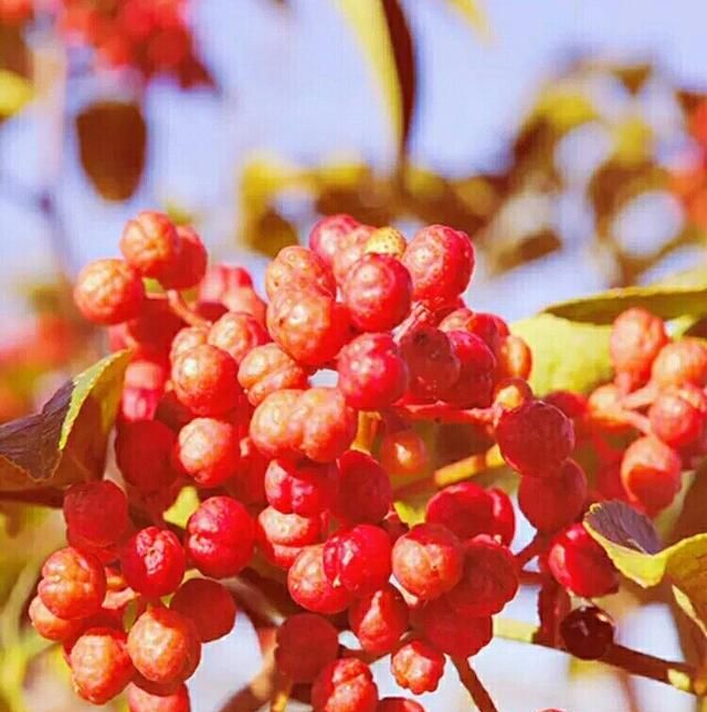 吃花椒粉有什么好处，炒菜时锅里放花椒粉有何益处？图4