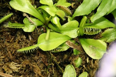 ​七千万年前一次基因异常导致部分植物进化成食肉者