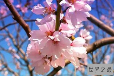 ​十大寓意吉利的花：金鱼草上榜 百合花寓意百年好合