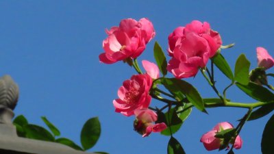 ​十大爬藤月季排名 长得快开花又好看