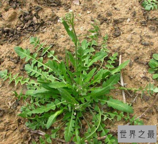 荠菜能够防癌抗癌?看荠菜图片教你如何活得更健康