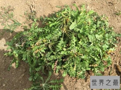 ​荠菜能够防癌抗癌？看荠菜图片教你如何活得更健康
