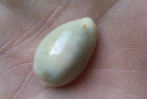 贝壳怎样保养光泽