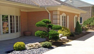 ​常绿树有哪些图片（庭院绿化常见的四季常青树种名称）