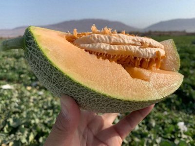 ​中国哈密瓜十大产地