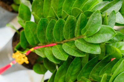 ​金钱树什么时候换盆好