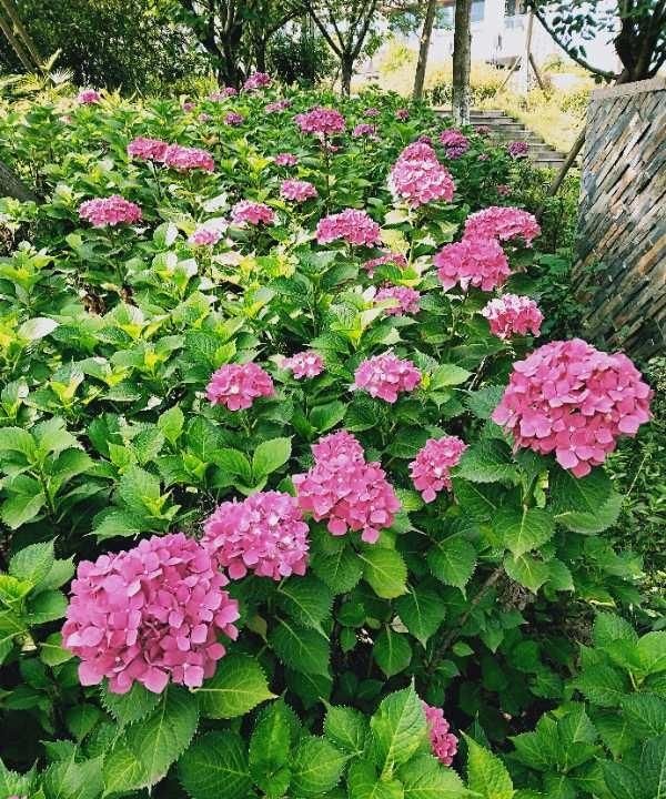 儿童节年龄范围，1960年儿童节年龄？图5