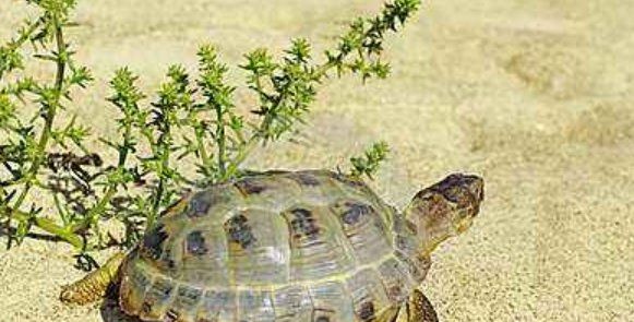 什么是冷血动物,冷血动物是什么意思图4