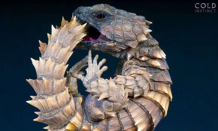 什么叫冷血动物什么叫温血动物