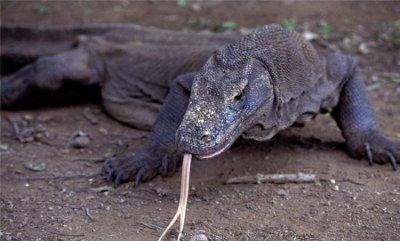 ​什么是冷血动物,冷血动物是什么意思