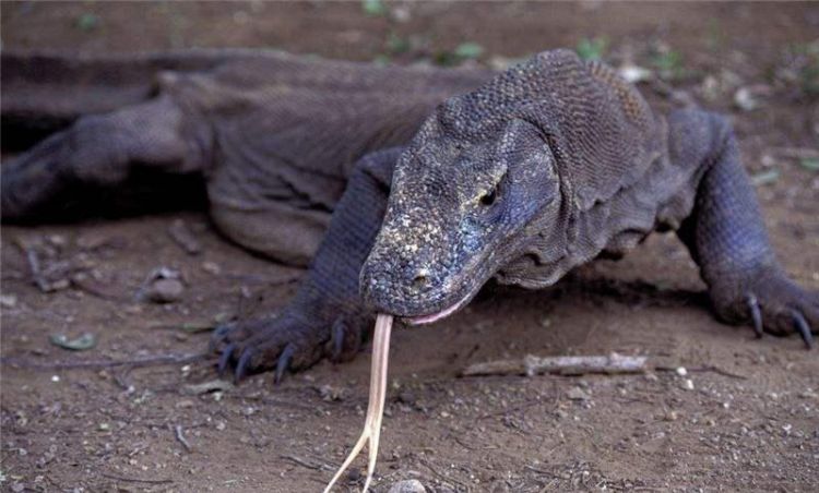 冷血动物是什么意思