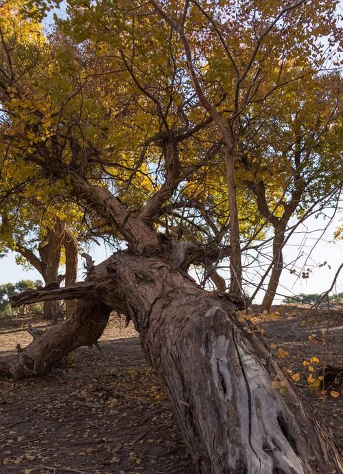 沧桑的意思是什么