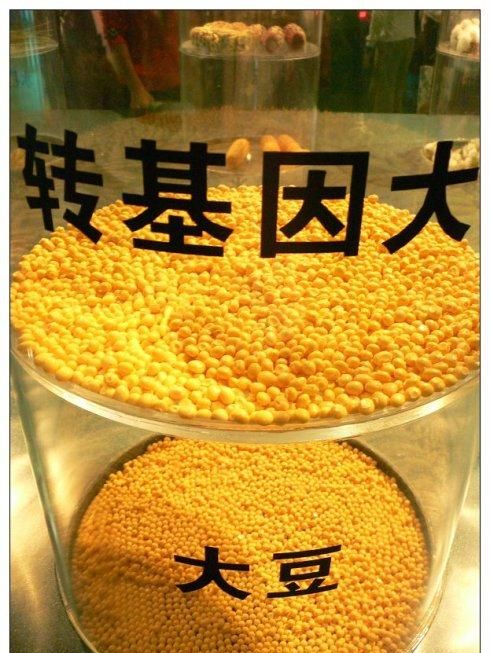 市面上的转基因食品有哪些