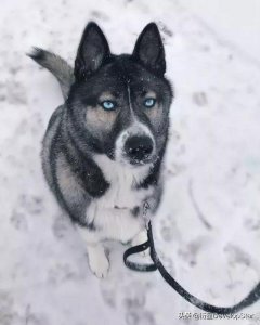 ​黄金拉拉犬，拉黄金什么意思