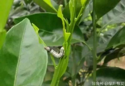 ​斜纹夜蛾怎么防治？果农献计，内有详细用药方案，建议收藏