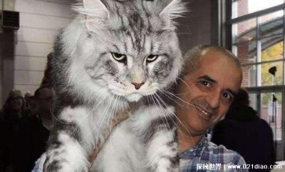 ​缅因猫多少钱一只为什么不能养，纯种的7千元一只(体型巨大)