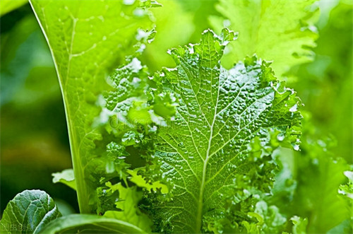 青菜种植时间和方法(种植青菜的过程)