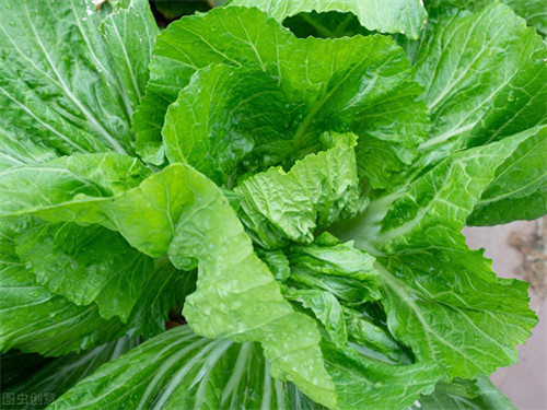 青菜种植时间和方法(种植青菜的过程)