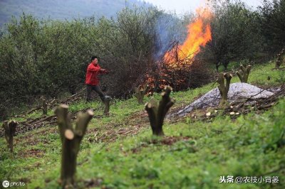 ​柑橘黄龙病的发病原因、症状诊断、传播途径和防控方法，你真懂吗