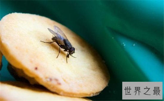 苍蝇的寿命雌性比雄性更长,繁殖能力强寿命短