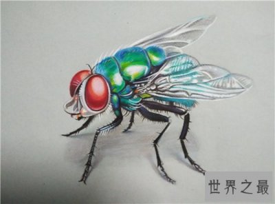 ​苍蝇的寿命雌性比雄性更长，繁殖能力强寿命短