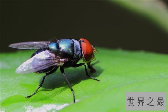 苍蝇的寿命雌性比雄性更长,繁殖能力强寿命短