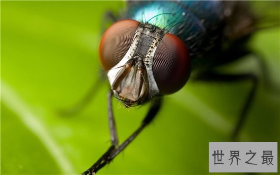 苍蝇的寿命雌性比雄性更长,繁殖能力强寿命短